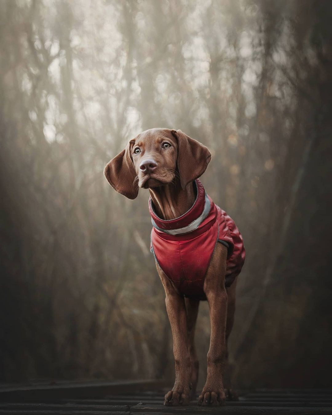 Трисс. Фотограф анималист Осипчикова Мария