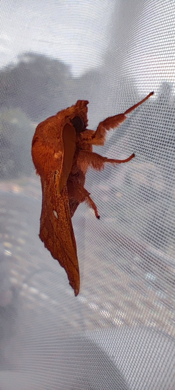 дачи, город, архитектура, стрит, репортажная фотография, фотография, Хабаровск, фотосессия, фотограф, дом, новостройка, улицы, жизнь города, town, art, photo, photographer, photo, Khabarovsk, Far East, street photo, природа, Дальний Восток, тайга, цветы, закат, небо, облака, nature, clouds, forest, flower, sunset