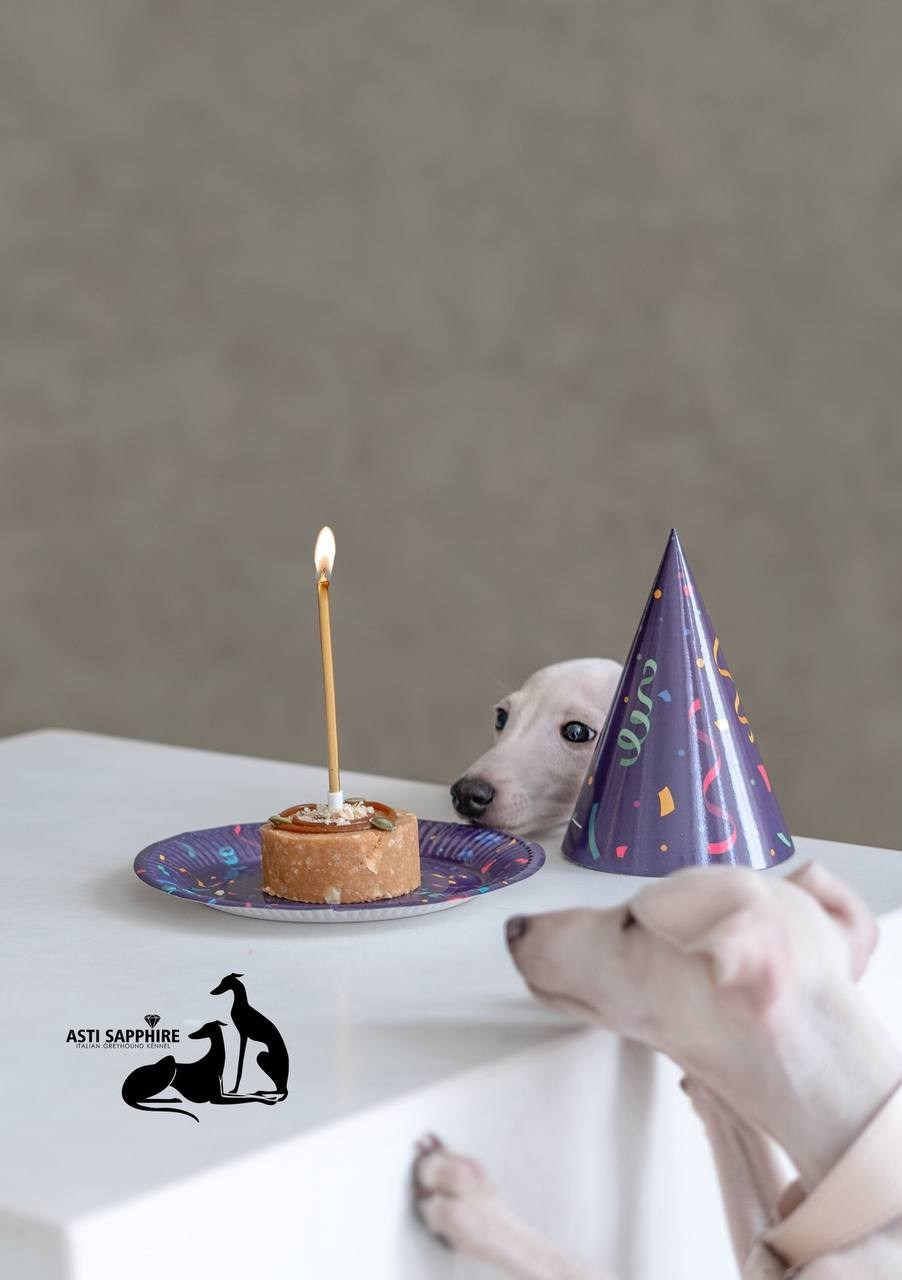 Casper boss & Clyde & Klaus. Профессиональный питомник левреток РКФ/FCI ASTI SAPPHIRE 💎 Сочи|Санкт-Петербург