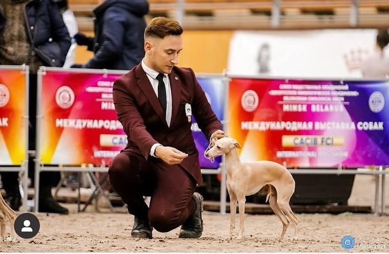 Профессиональный питомник левреток РКФ/FCI ASTI SAPPHIRE 💎 Сочи|Санкт-Петербург