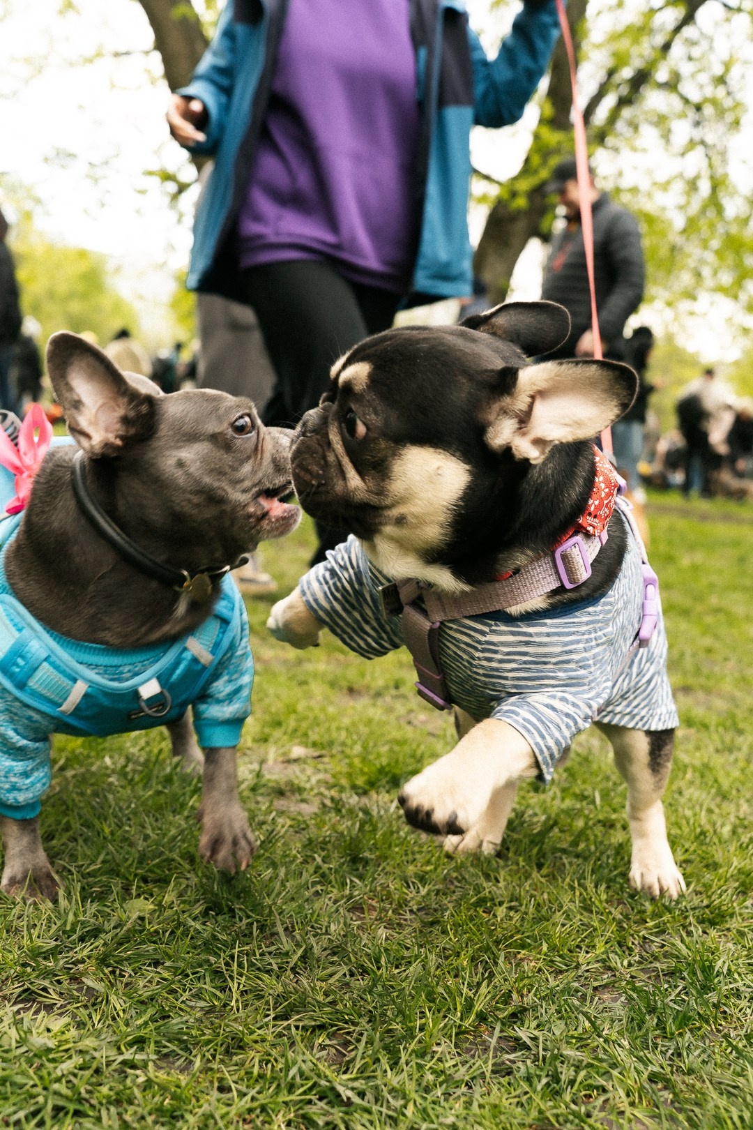 Парад Бульдогов. Axenov_eugene