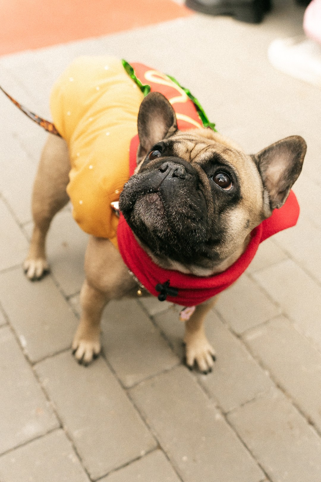 Парад Бульдогов. Axenov_eugene