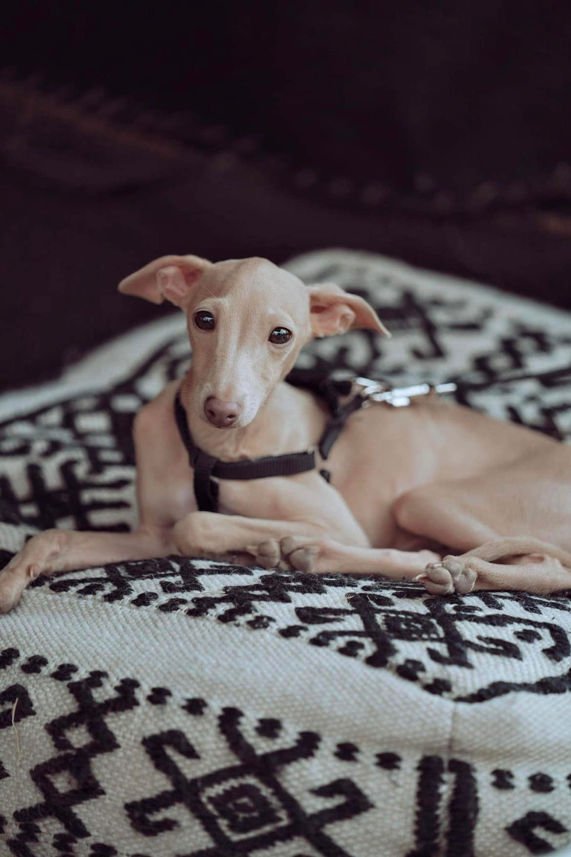 Профессиональный питомник левреток РКФ/FCI ASTI SAPPHIRE 💎 Сочи|Санкт-Петербург