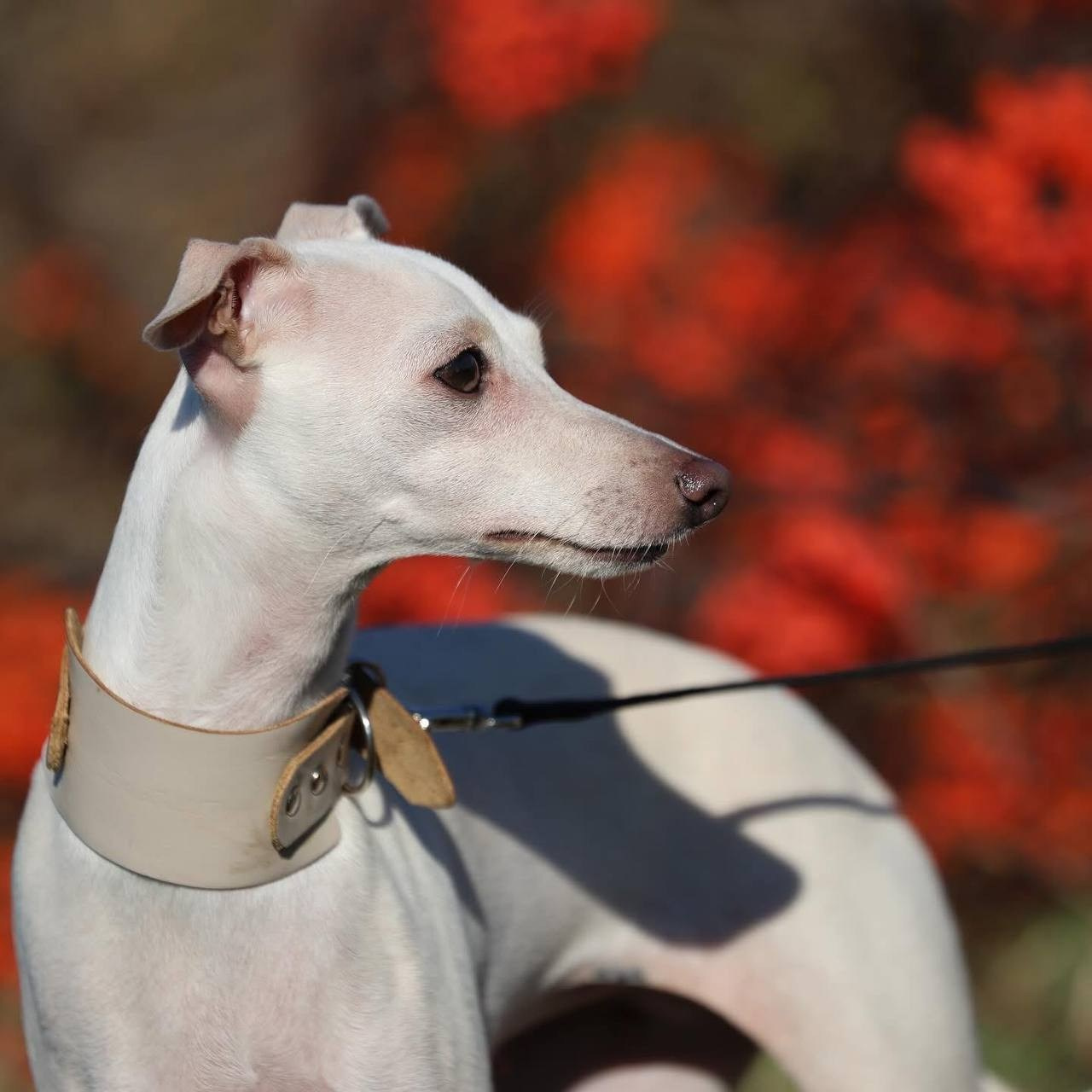 Белые девочки. Профессиональный питомник левреток РКФ/FCI ASTI SAPPHIRE 💎 Сочи|Санкт-Петербург