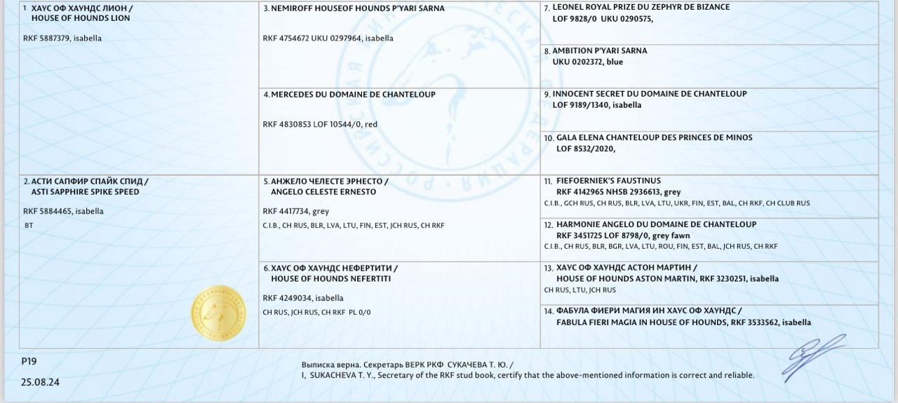 Белые девочки. Профессиональный питомник левреток РКФ/FCI ASTI SAPPHIRE 💎 Сочи|Санкт-Петербург