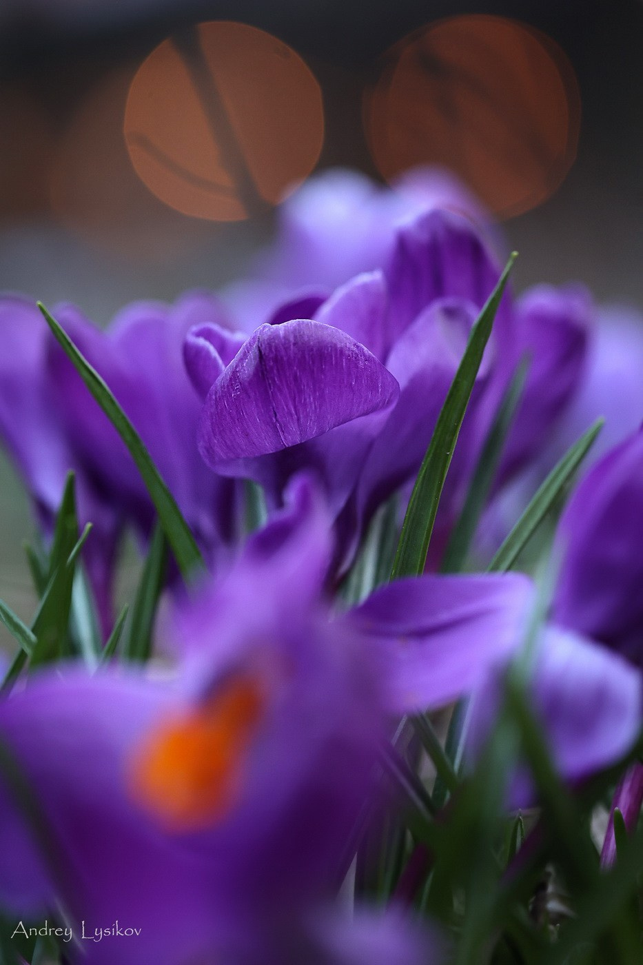 Цветы. Ландшафтный фотограф Андрей Лысиков, Москва