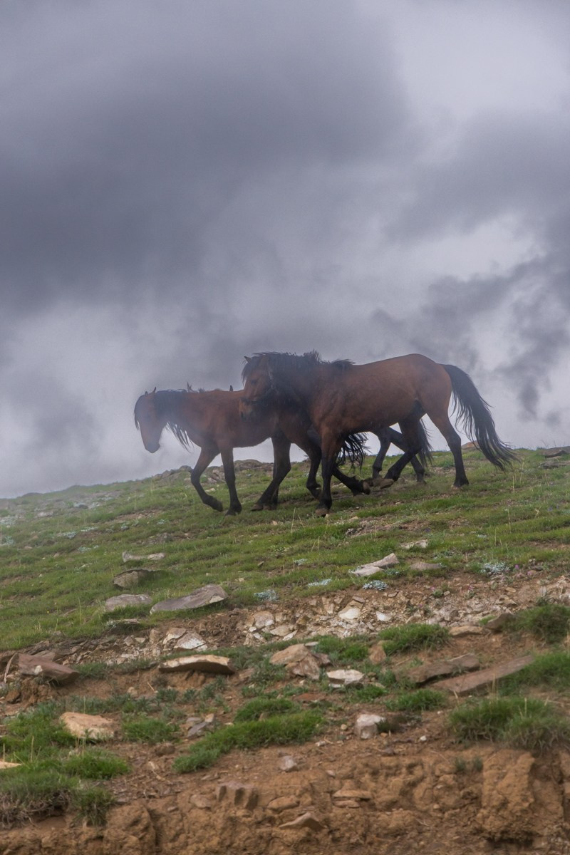 Животные. Photomantis