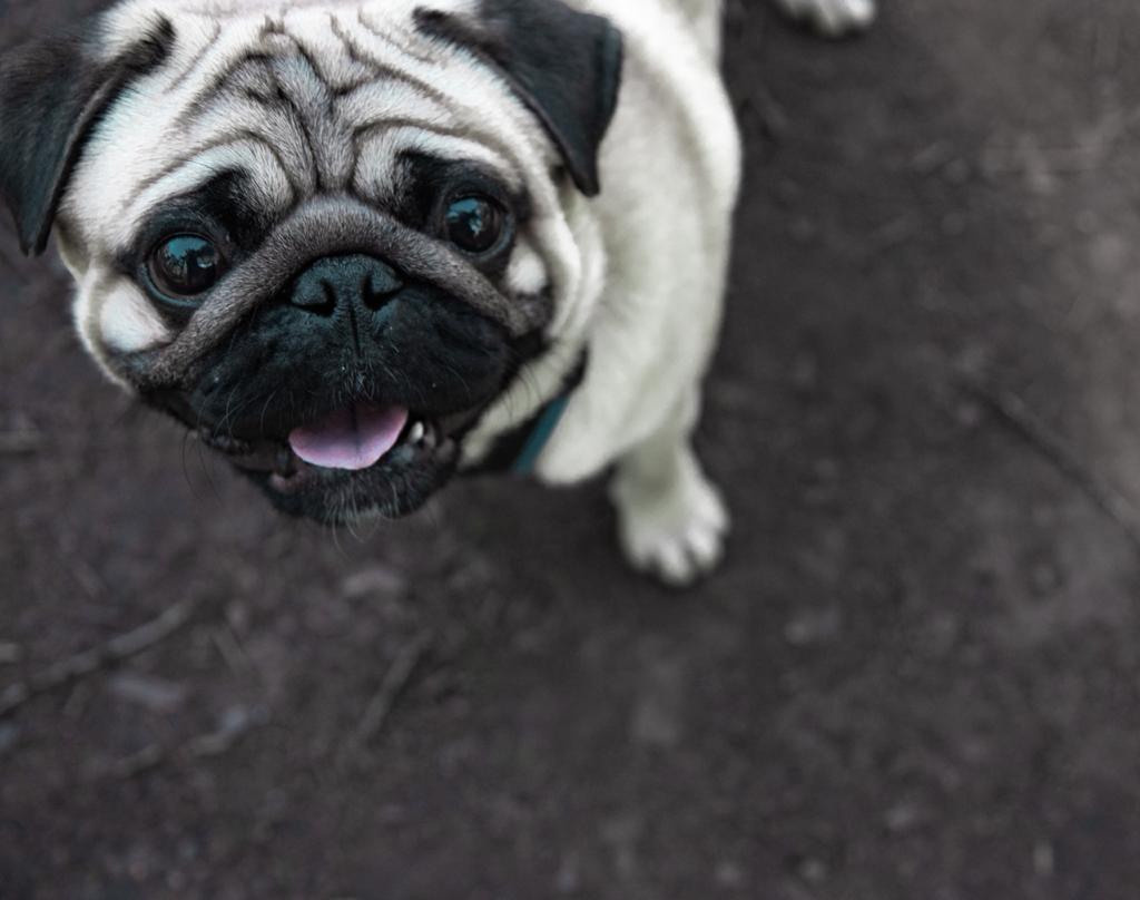 Наши любимые питомцы. Портретный и семейный фотограф из Москвы Светлана Голубцова