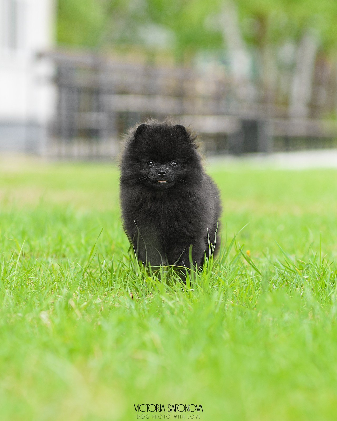 Померанский шпиц 07.06.2024. Фотограф анималист Благовещенск. Сафонова Виктория
