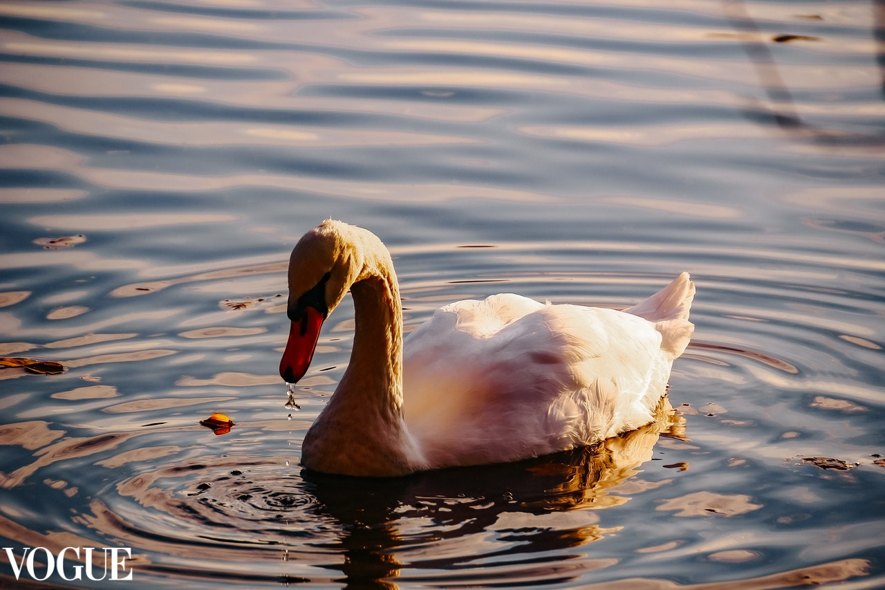Публикации в журналах. Мамлеева Виктория — Портретный фотограф в Москве. Все виды фото, от индивидуальных до репортажей, от беременности до семейных фотографий