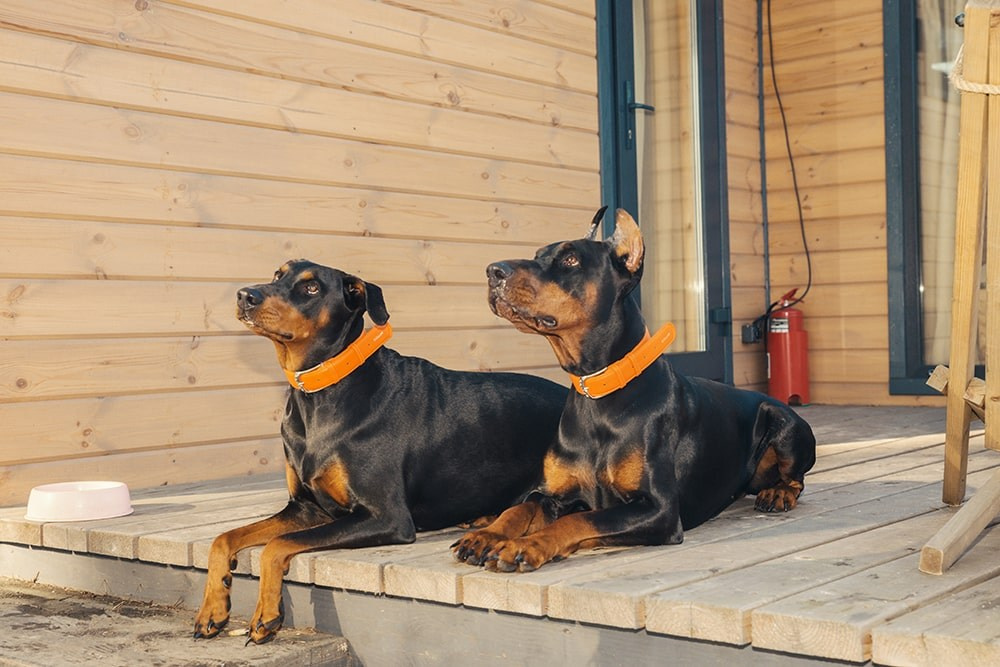 Любовь и доберманы