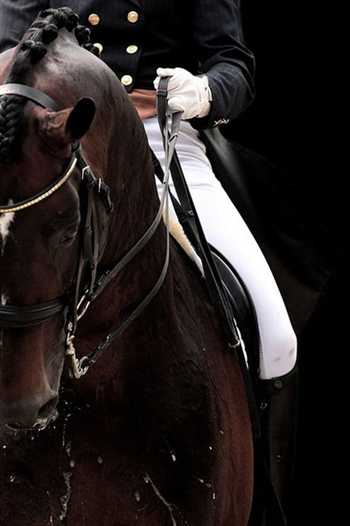 How to buy a horse. Liana Antanovich | Equestrian Strategies