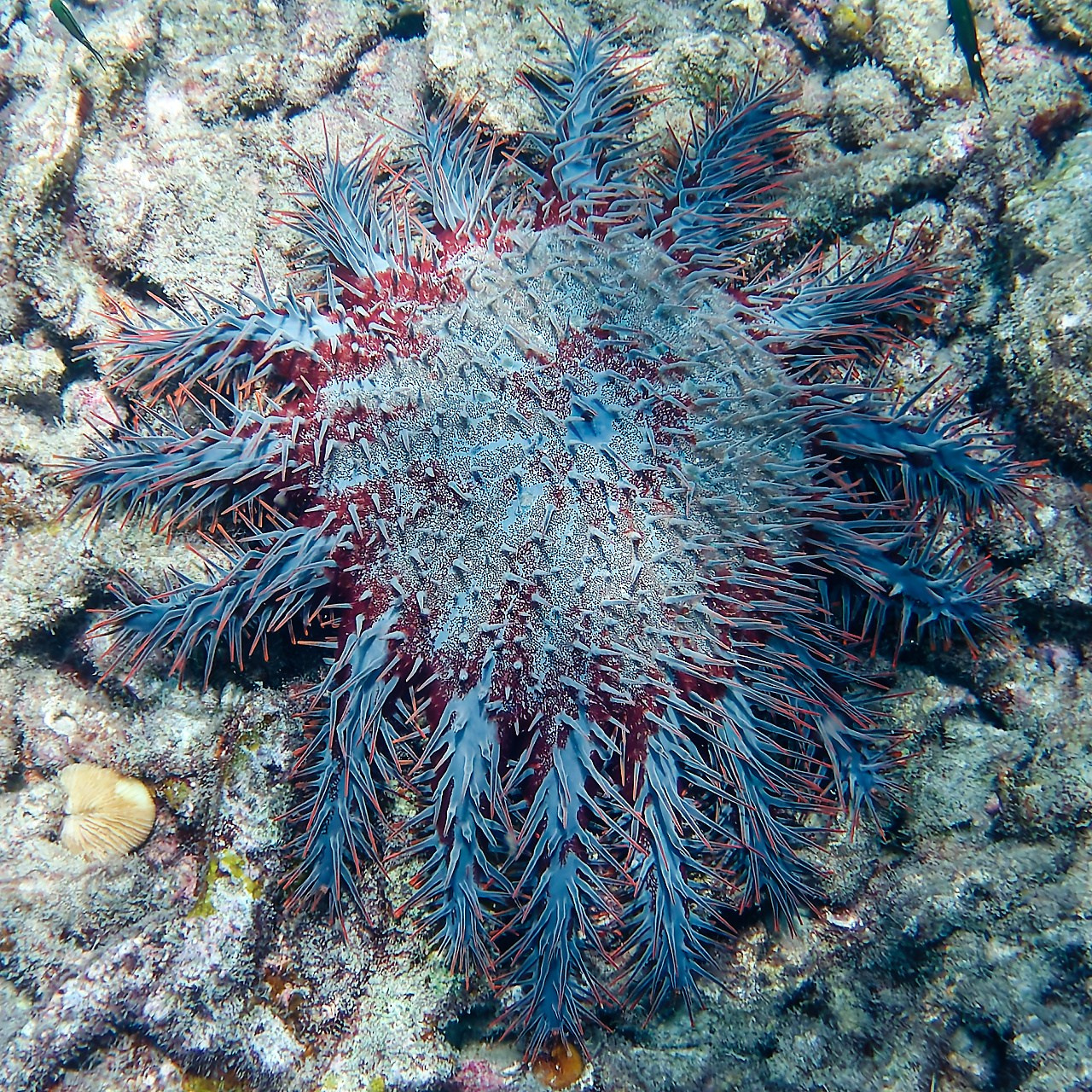 Мне посмотреть. Рыбов показываю