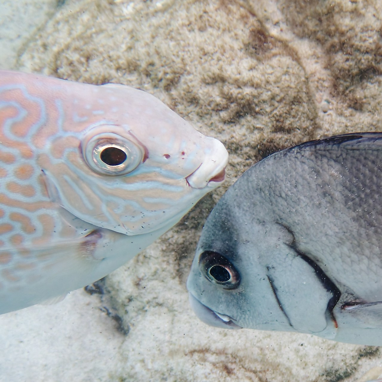 Мне посмотреть. Рыбов показываю