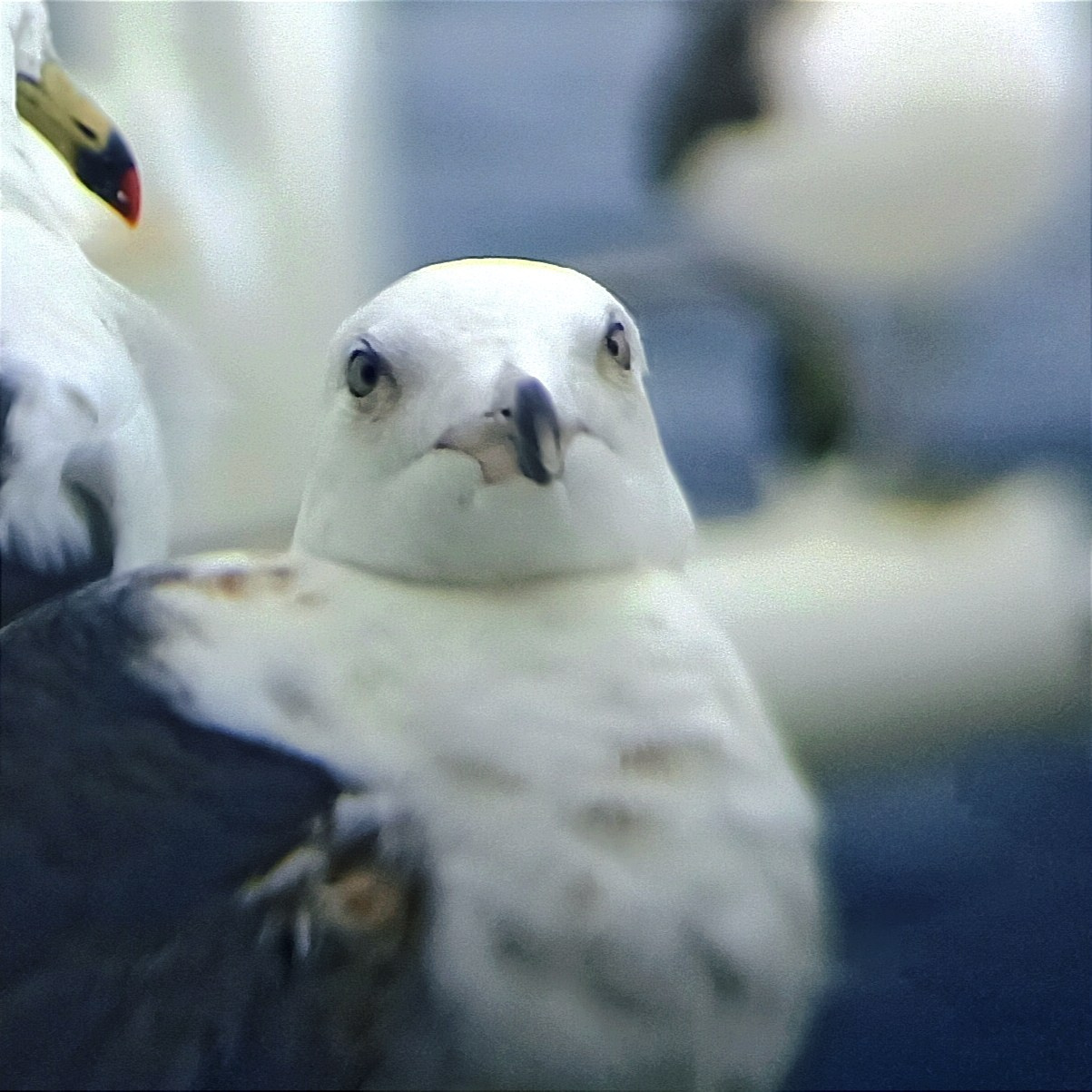 Мобильная фотография. Фотограф г. Владивосток