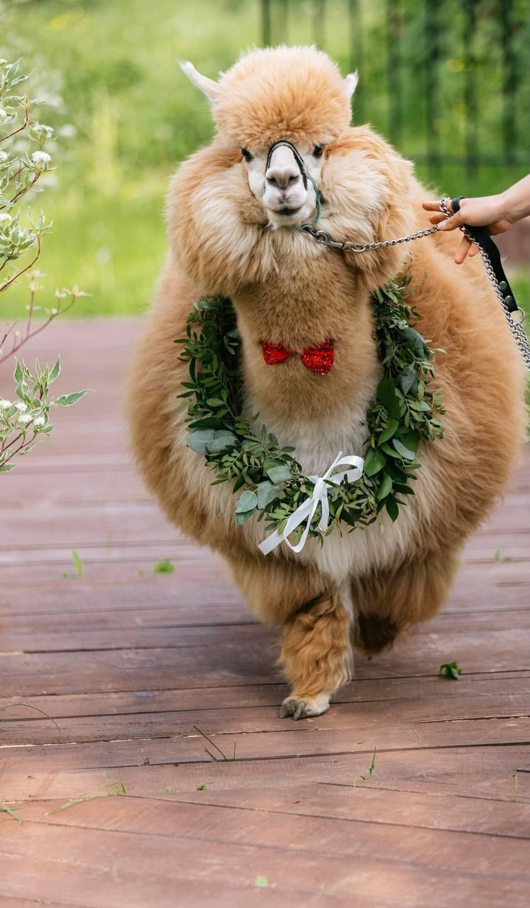 Шоу с Ламой. Подрядчики и друзья сети свадебных площадок House for wedding