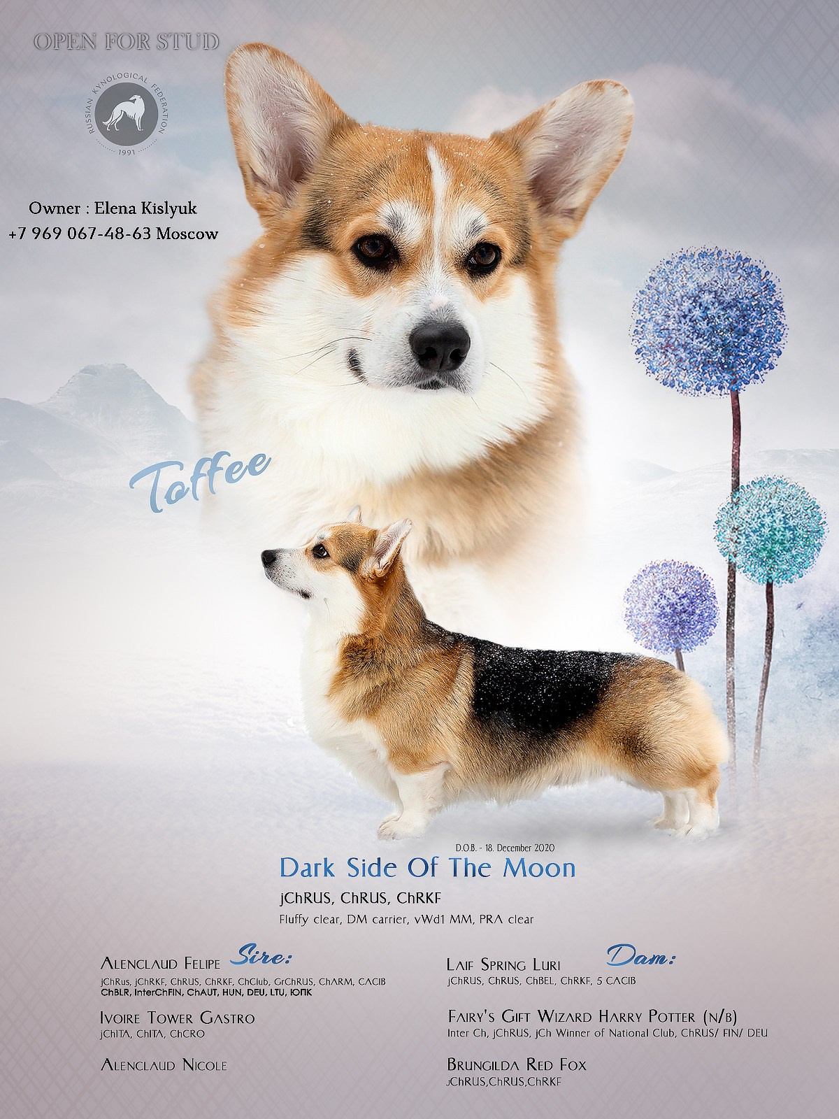 Презентации. Фотограф — анималист в Туле Юлия Лето