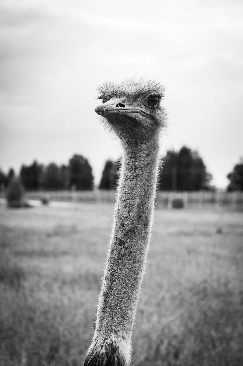 Жизнь деревенская. Фотограф Антон Швец — Монохромная реальность