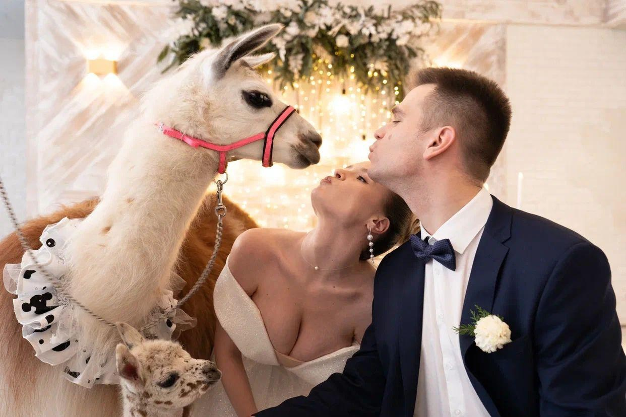 Шоу с Ламой. Подрядчики и друзья сети свадебных площадок House for wedding