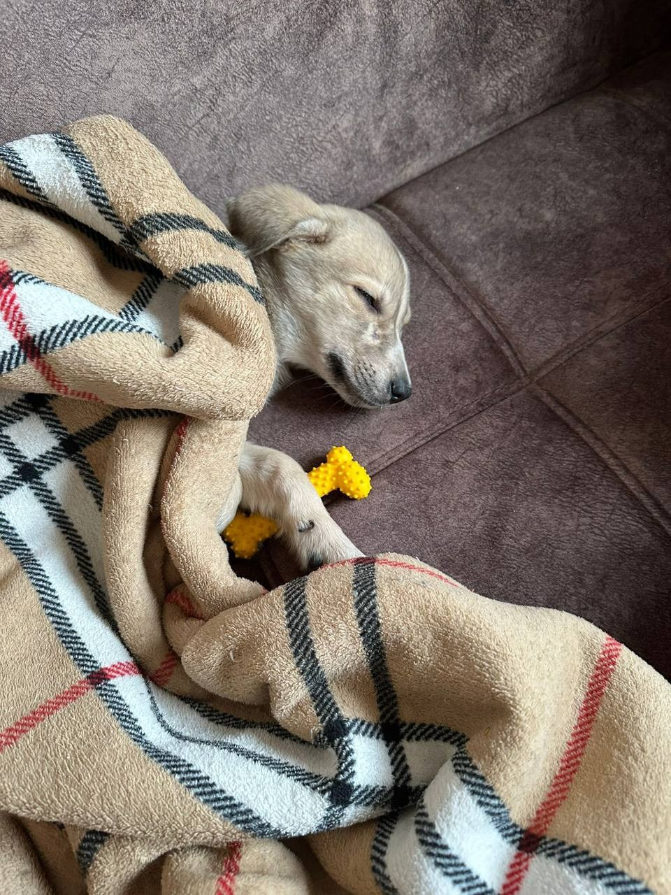 Уже дома. Забери домой друга