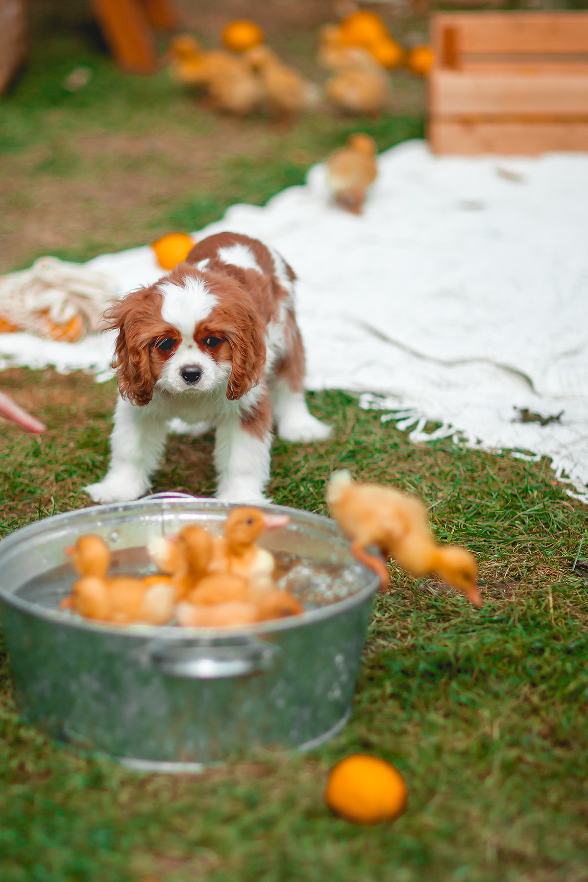 Катя и Роберт. Семейный фотограф анималист Мария Крючкова