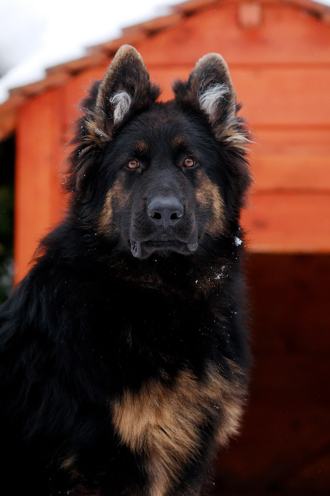 Зимние портреты. Фотограф-анималист Mary Mart — Москва, Питер
