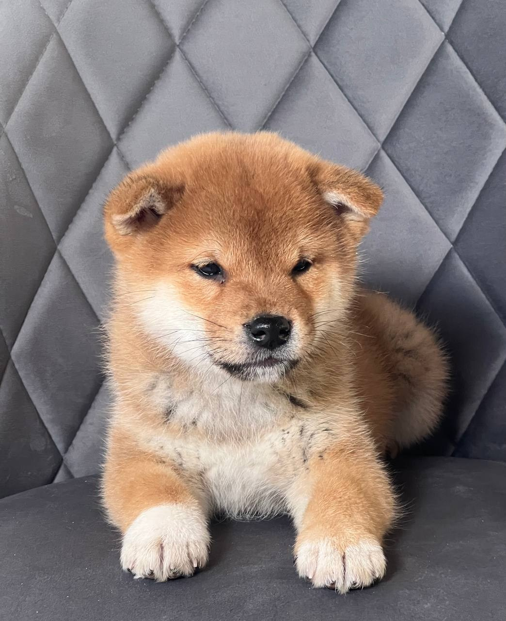 сиба питомник Рубилайт щенки на продажу rubylight  сиба щенки купить СПб Санкт-Петербург 