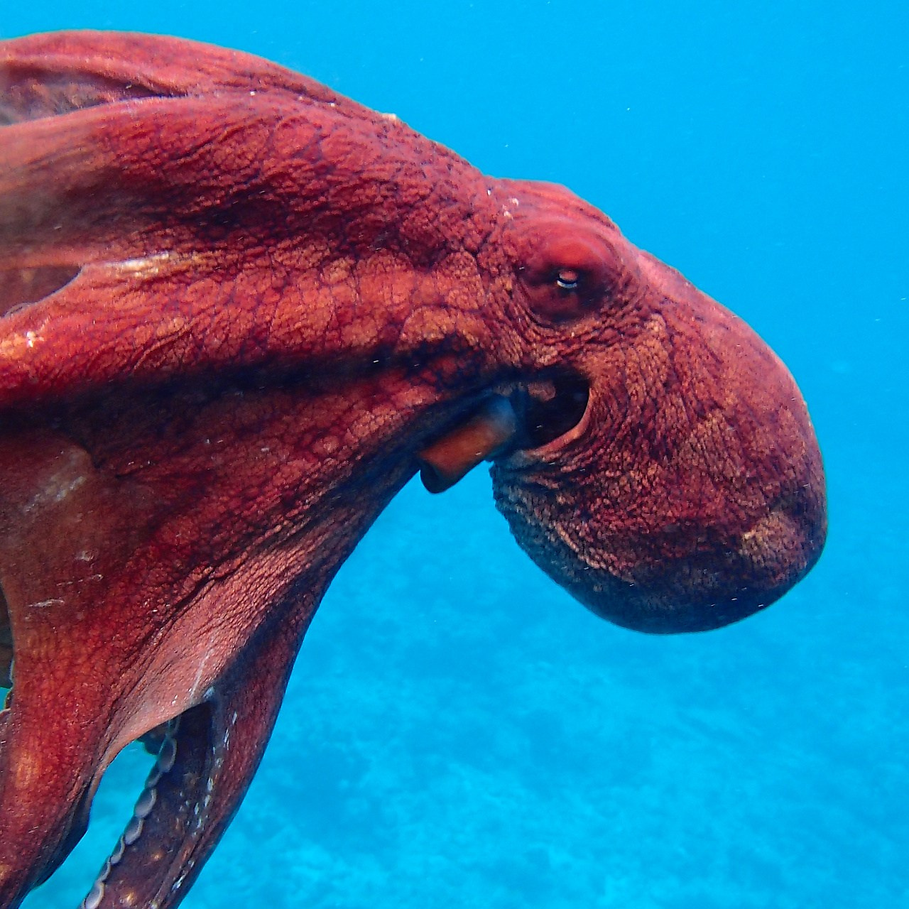 Мне посмотреть. Рыбов показываю