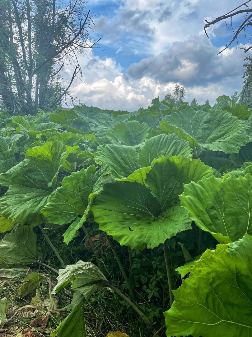 Сандово 2021. Александра Мельниченко/ Бегающий фотограф