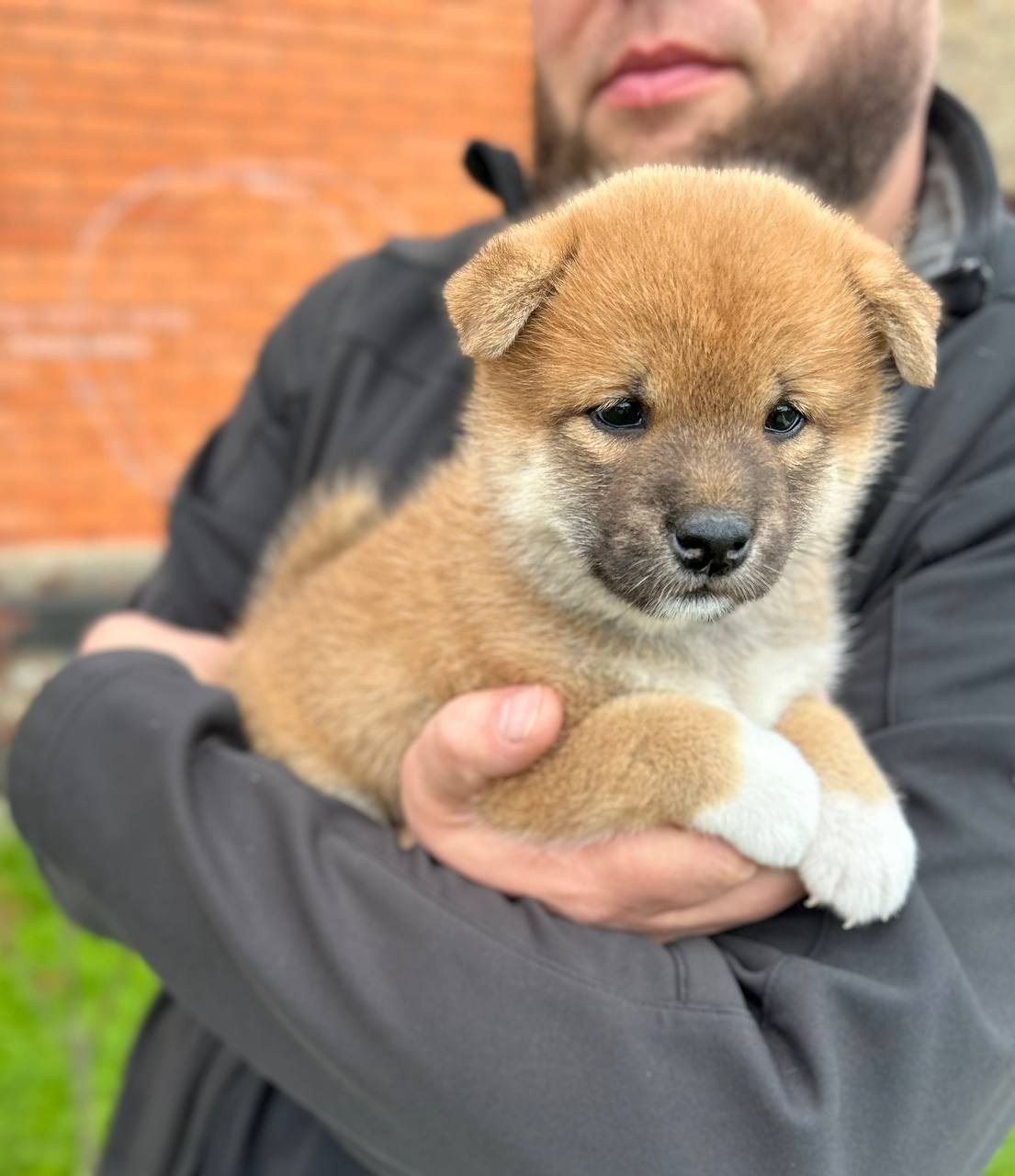 Сиба Rubylight Fumiko питомник Рубилайт