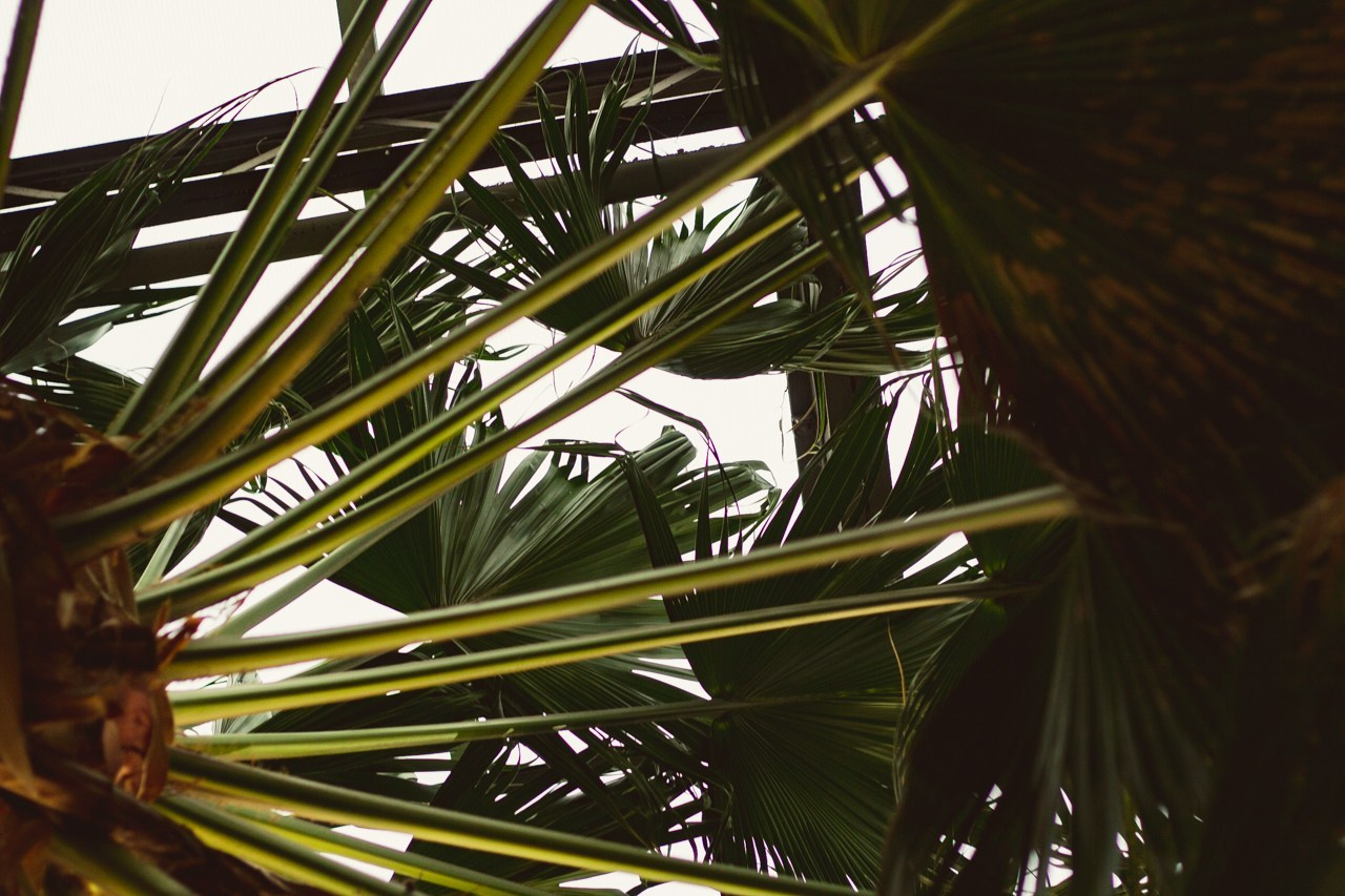 Petro Art — квартет в Таврическом саду (Рок Хиты). EvgenyCraft