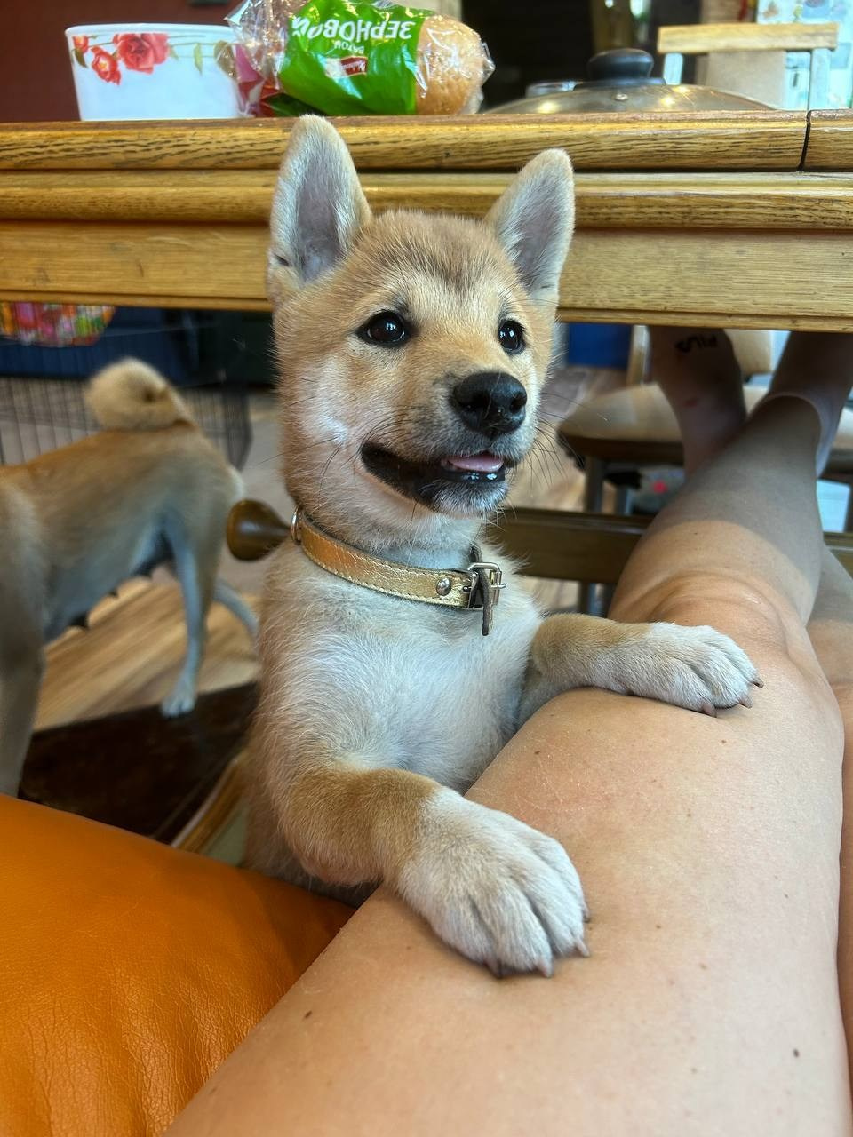 Сиба Rubylight Fumiko питомник Рубилайт