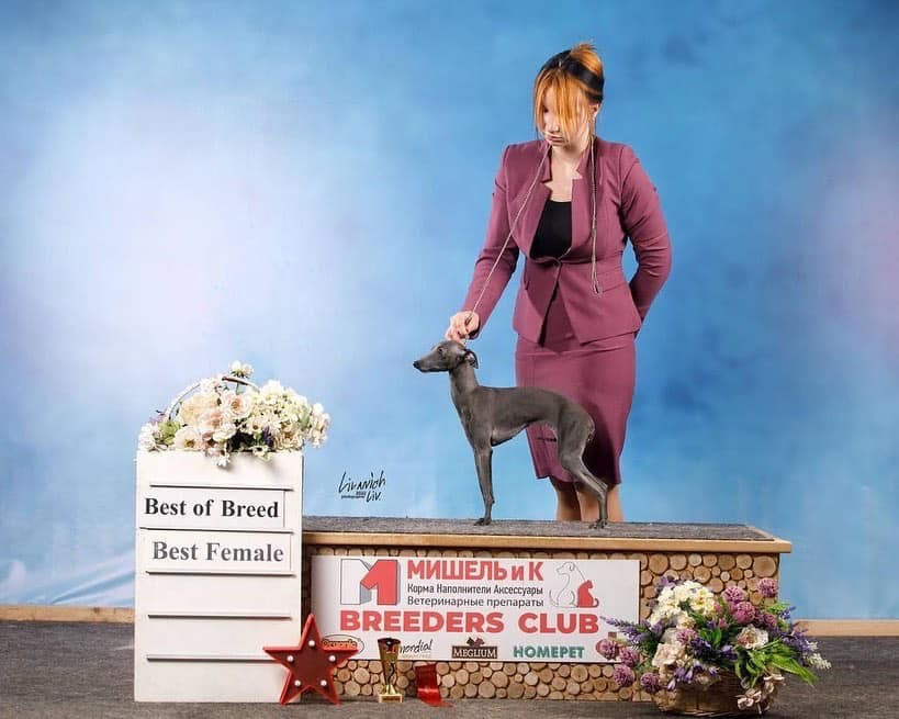 Весенние крошки. Профессиональный питомник левреток РКФ/FCI ASTI SAPPHIRE 💎 Сочи|Санкт-Петербург