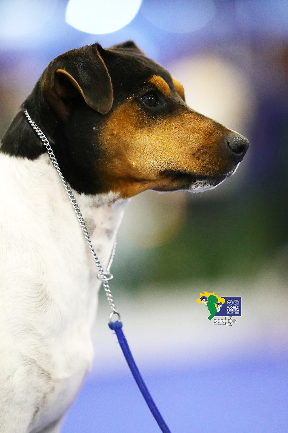 08-11.12.2022 WDS Brazil. Ph Dmitrii Borodin