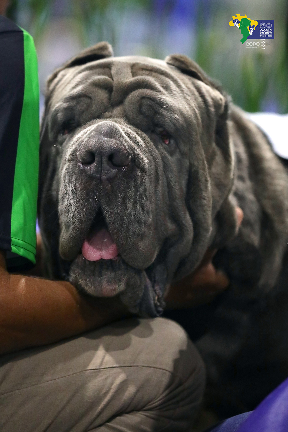 08-11.12.2022 WDS Brazil. Ph Dmitrii Borodin