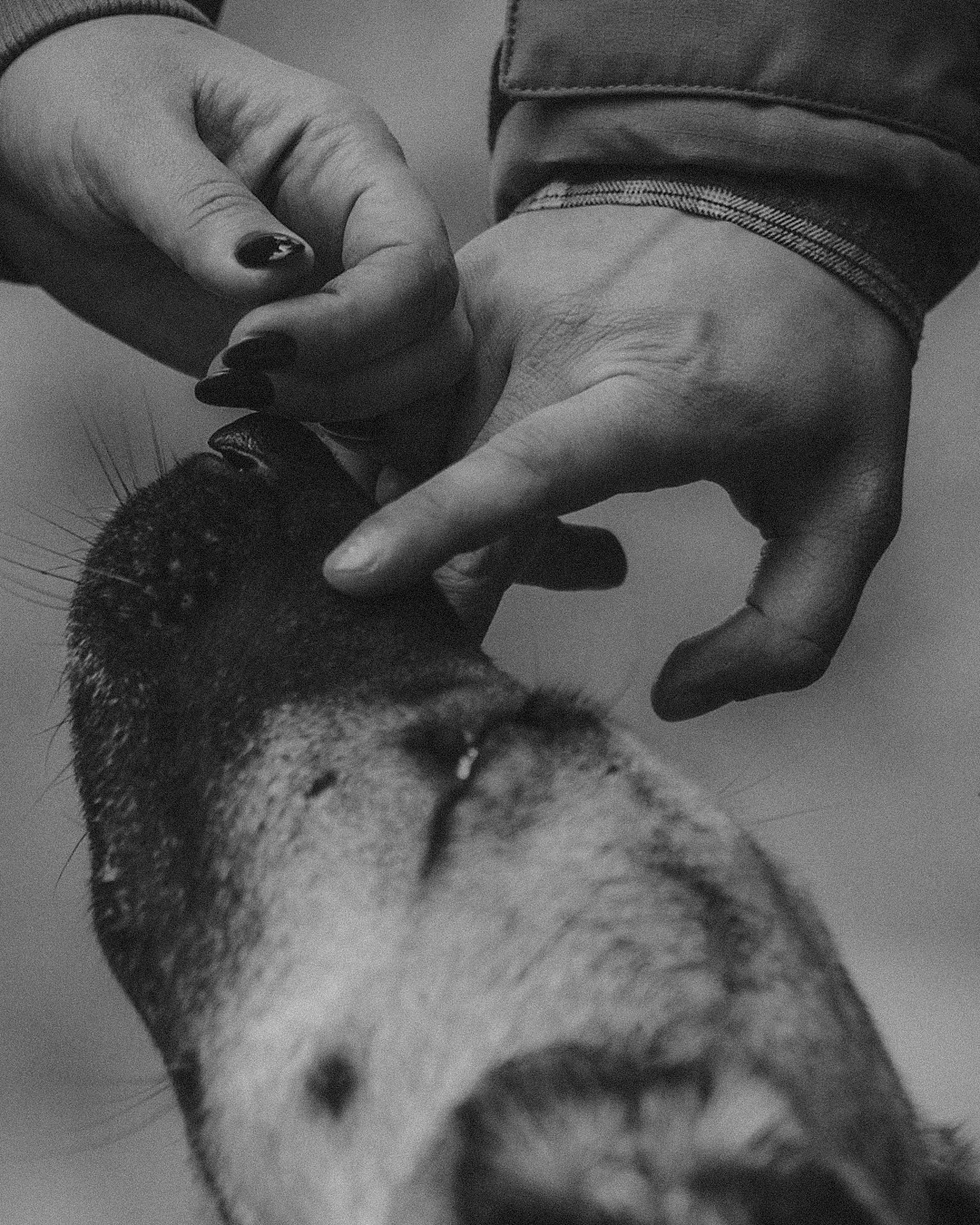 Наталия, Иван и Урса. Фотограф анималист в Москве и Санкт-Петербурге Свиридова Анна