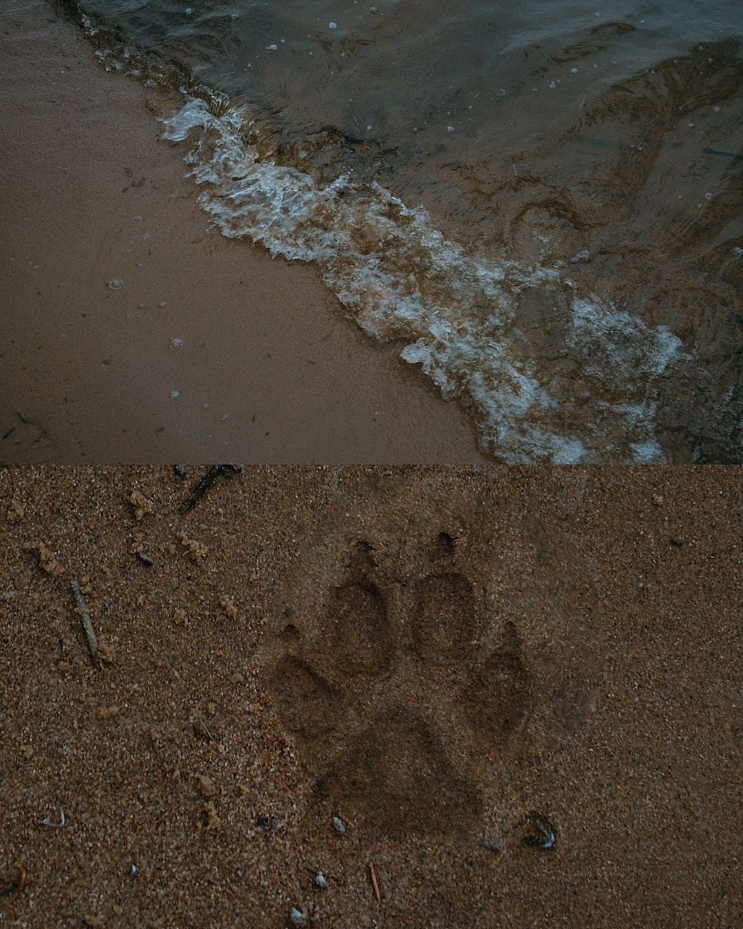 Наташа и Сириус. Фотограф анималист в Москве и Санкт-Петербурге Свиридова Анна