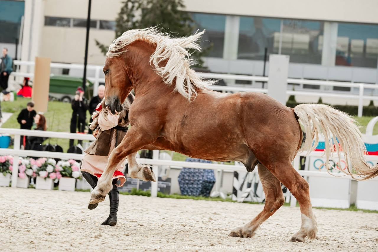 ЭКВИРОС — МАЙ 2025. Куракина Дарья • Конный фотограф