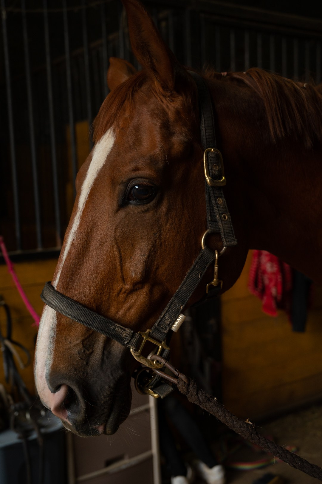 Конюшня. Мир живой фотографии о Вас и для Вас