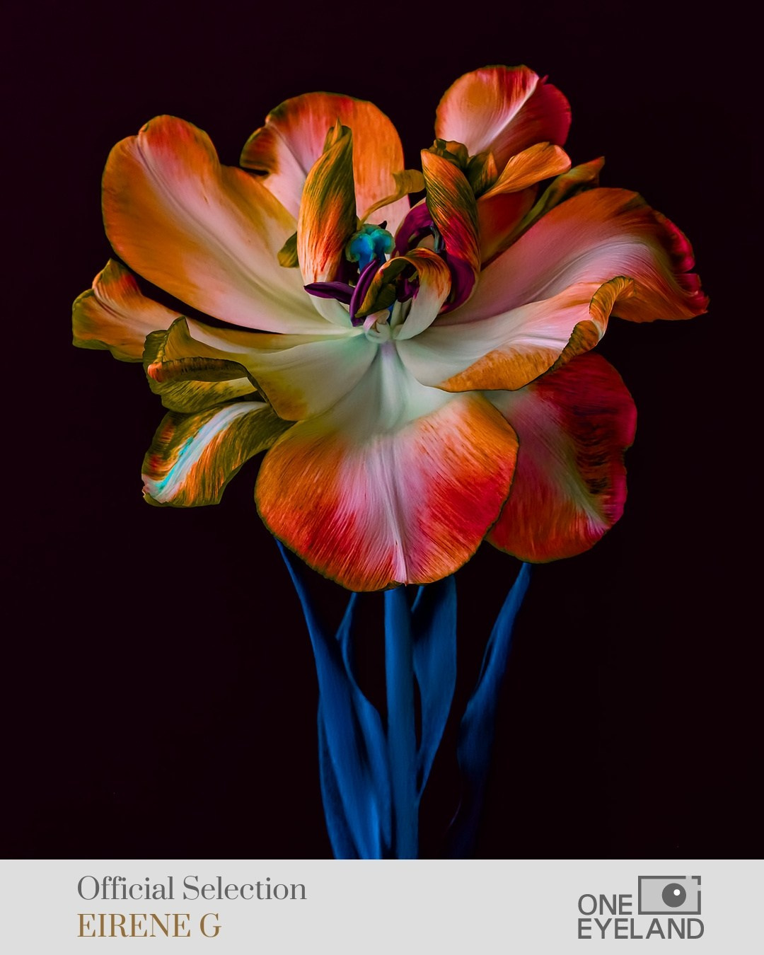 ONEEYELAND GALLERY. Eirene G |  Photoartist | Flowers from my garden