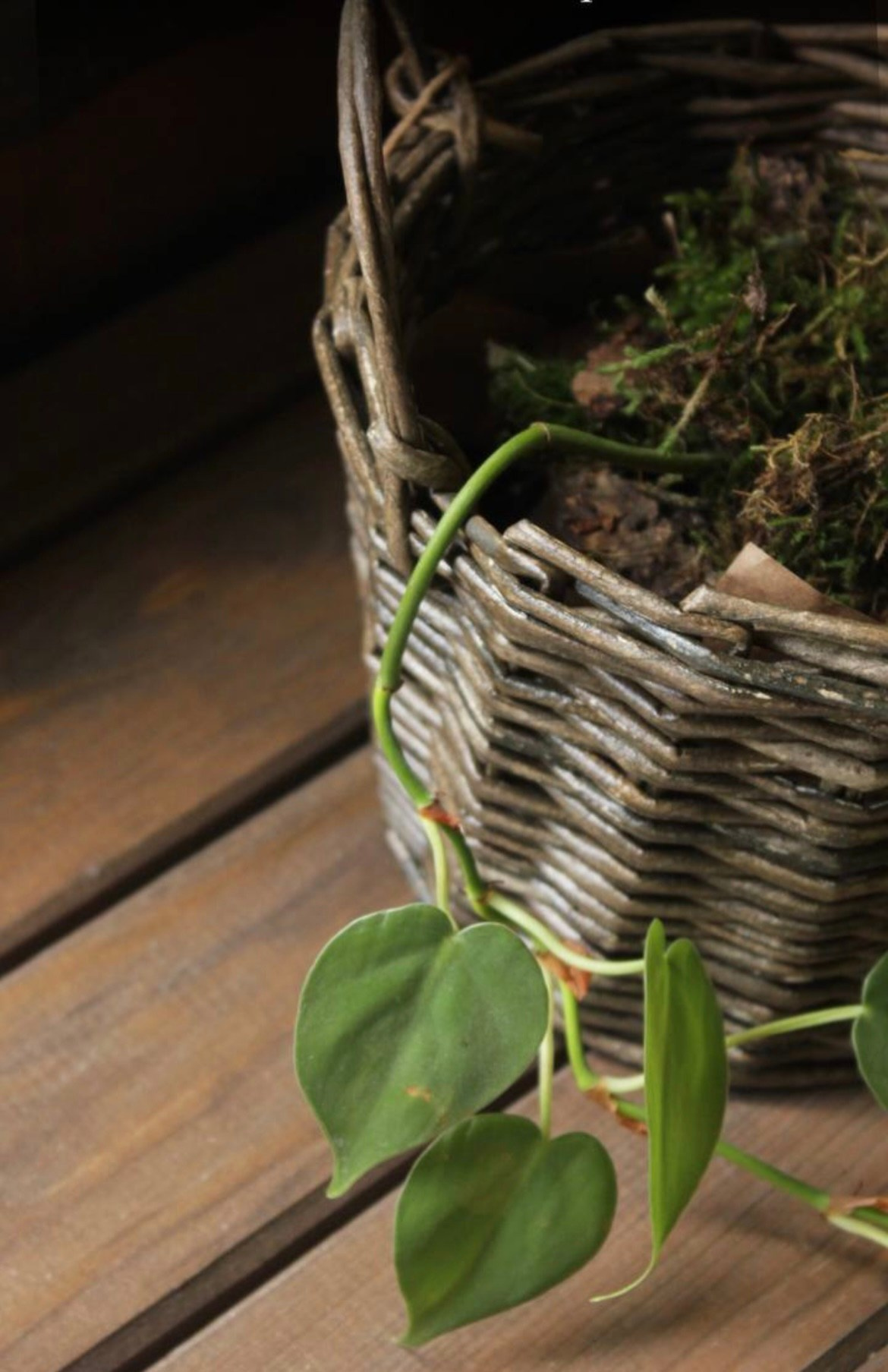 Мастер-классы. ЛЮБИМЫЕ ЦВЕТЫ