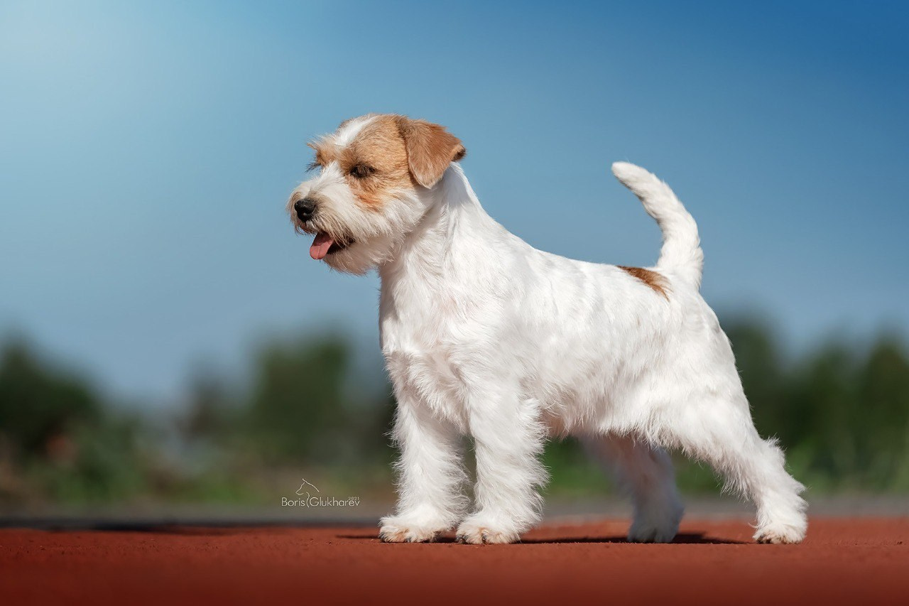 LOVELY-ORANGE GRAVITY DOES NOT EXIST. Lovely-Orange питомник джек рассел терьеров