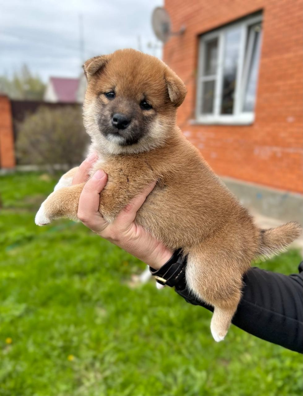 Сиба Rubylight Fumiko питомник Рубилайт