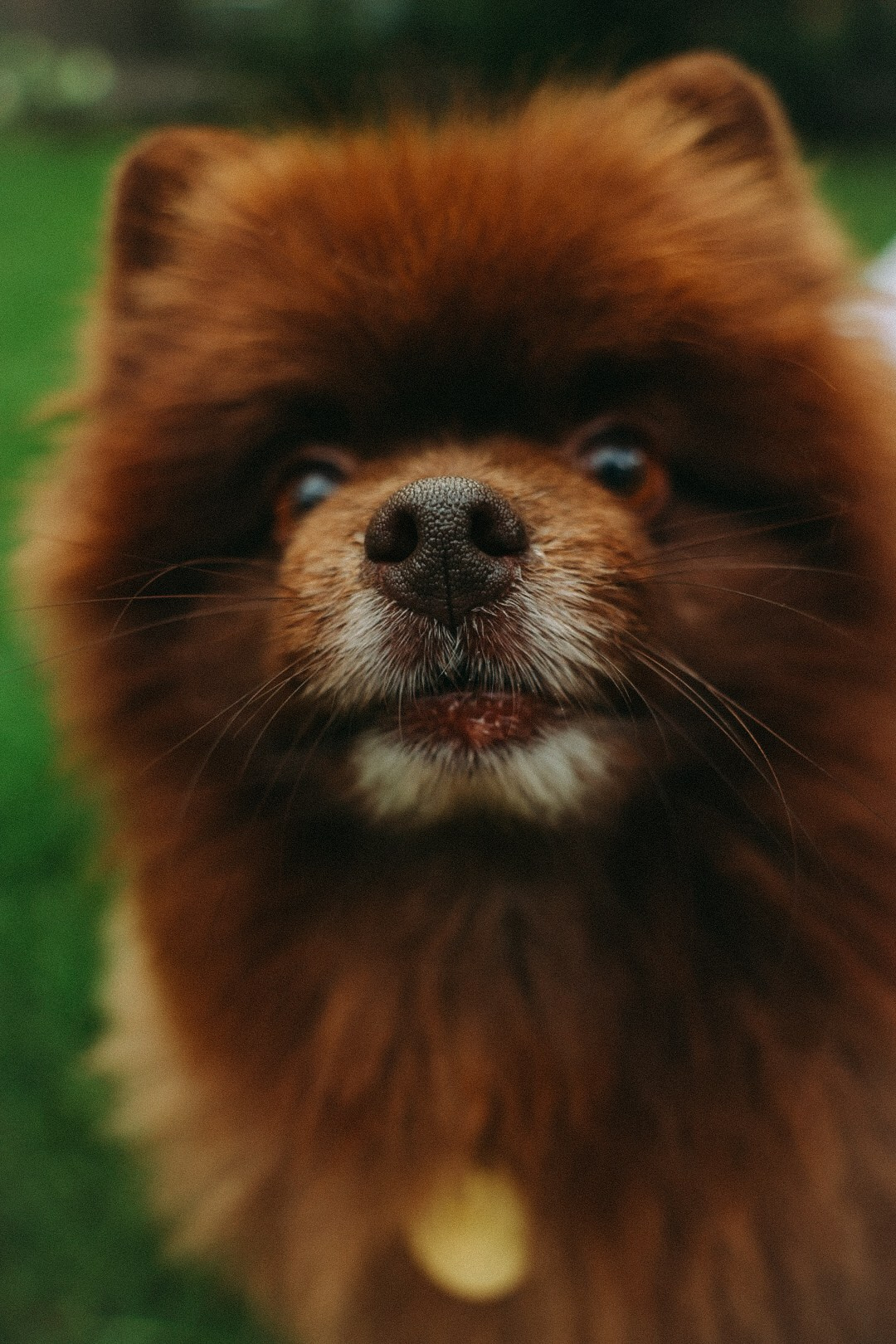 Андрей Юля и Барни. Фотограф Нижний Новгород