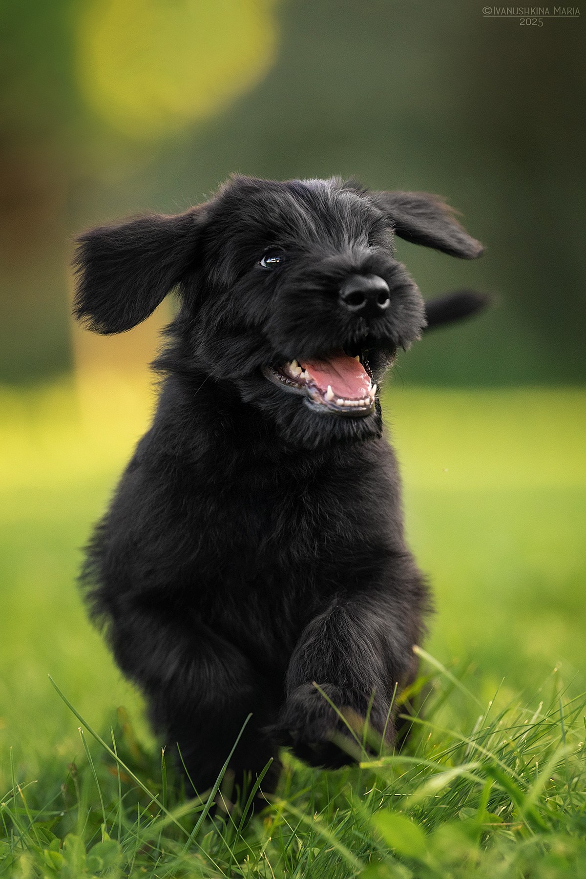 Фотосессия щенков на продажу. Фотограф собак в Москве и Московской области Иванушкина Мария