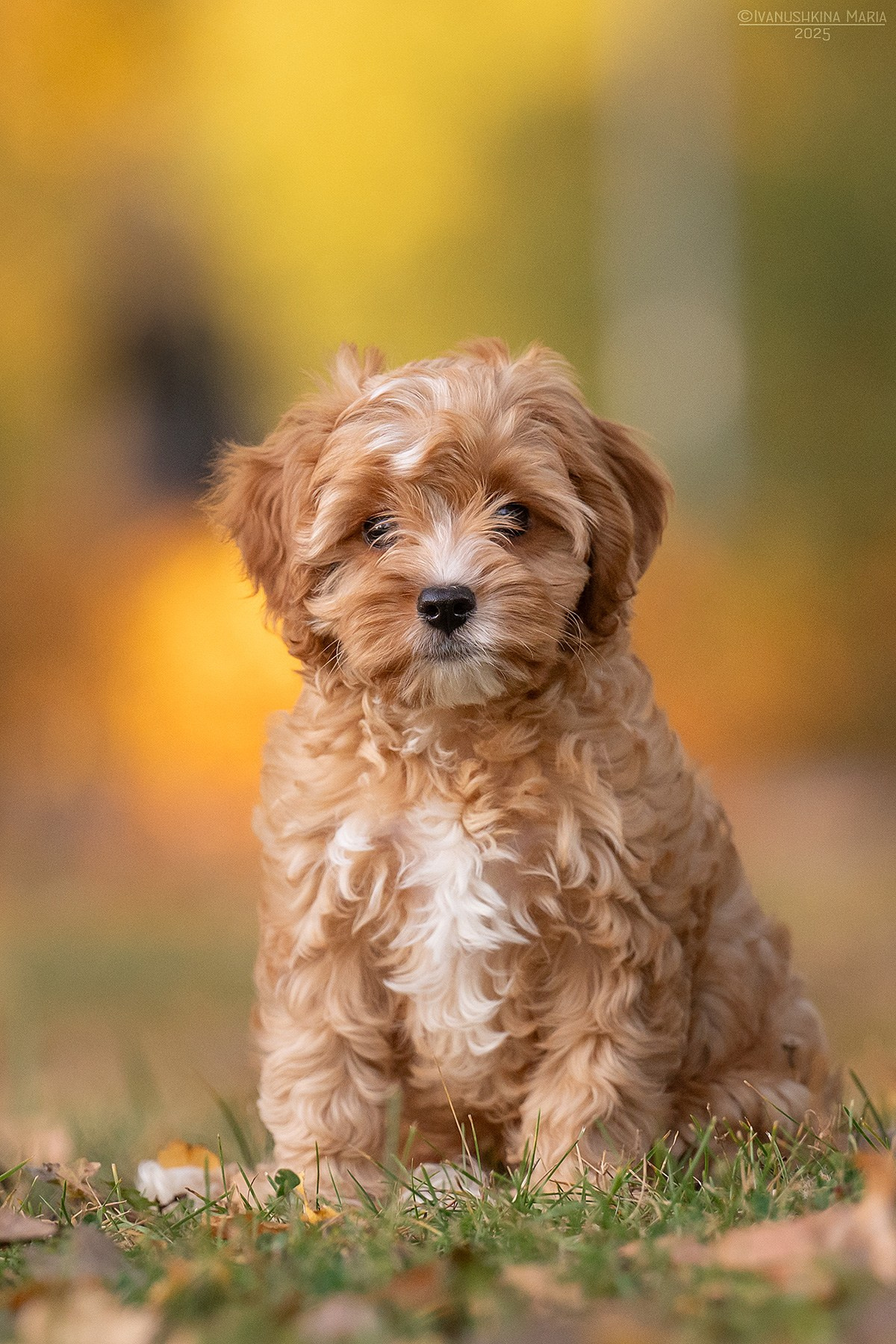 Фотосессия щенков на продажу. Фотограф собак в Москве и Московской области Иванушкина Мария