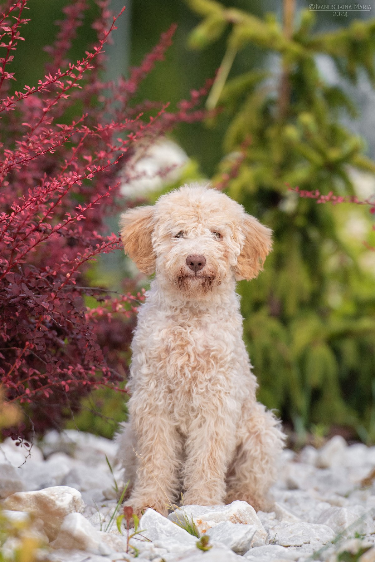 Фотосессия щенков на продажу. Фотограф собак в Москве и Московской области Иванушкина Мария