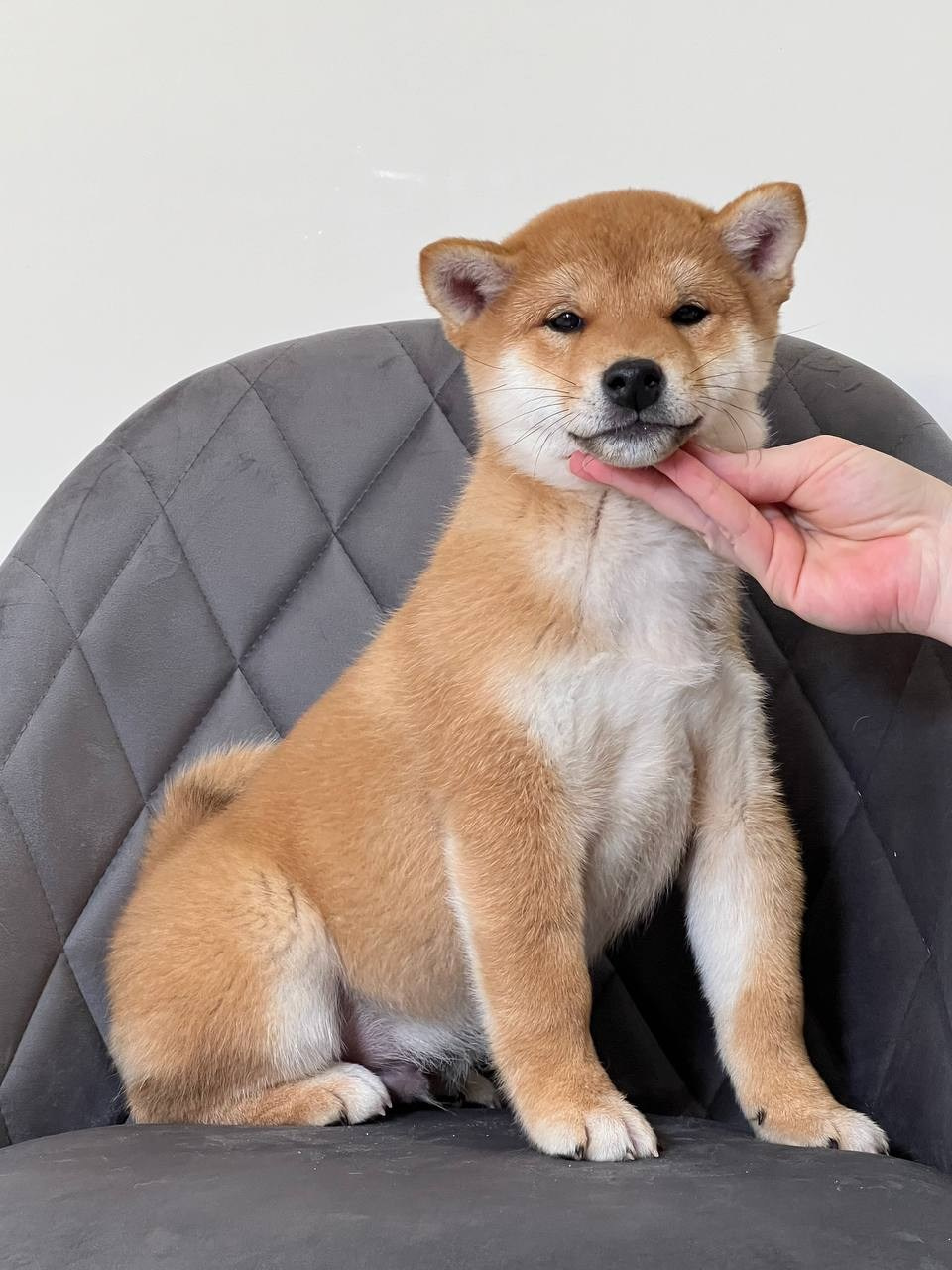 сиба питомник Рубилайт щенки на продажу rubylight  сиба щенки купить СПб Санкт-Петербург 