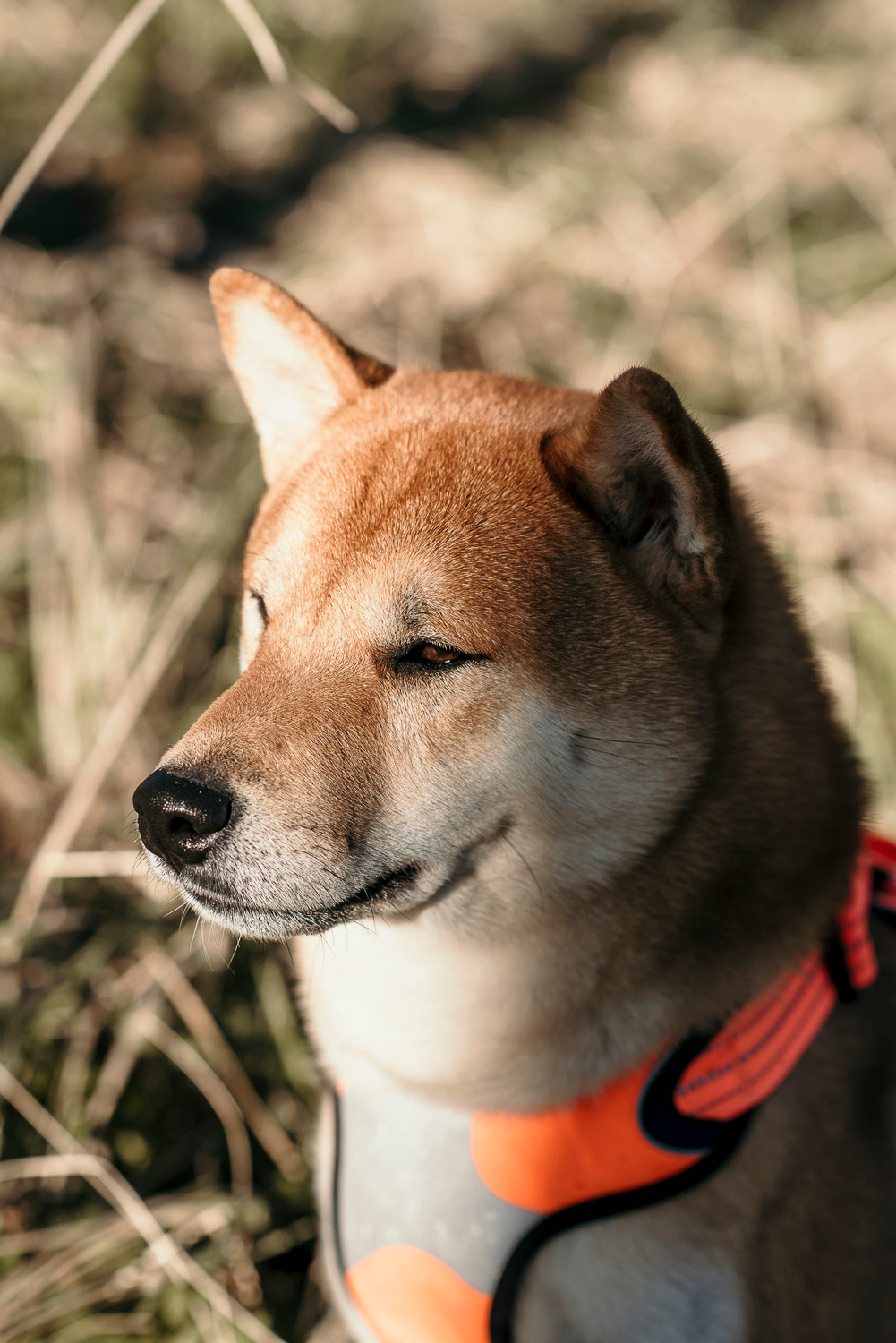 Катрина & Алексей & Shadow