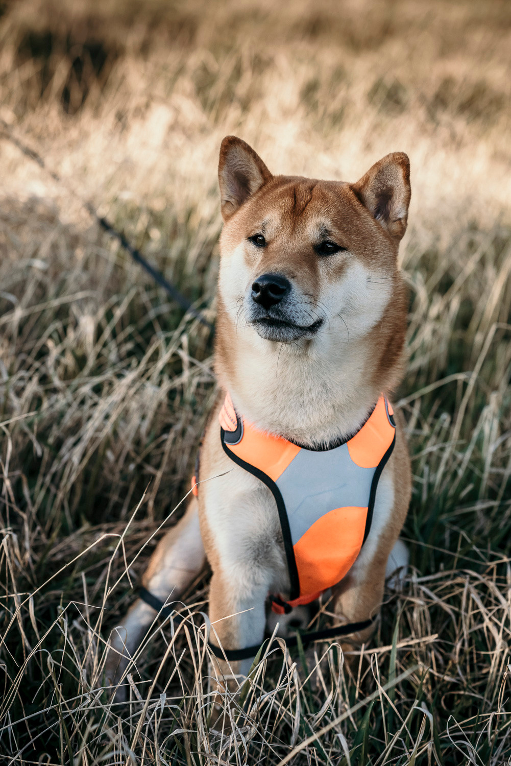 Катрина & Алексей & Shadow